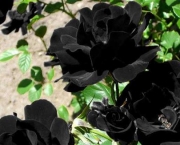 Lendas - Rosa Príncipe Negra (5)