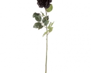 Lendas - Rosa Príncipe Negra (7)