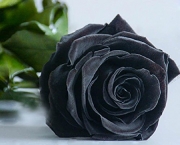 Lendas - Rosa Príncipe Negra (9)