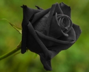 Lendas - Rosa Príncipe Negra (10)