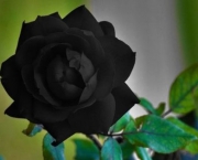 Lendas - Rosa Príncipe Negra (12)