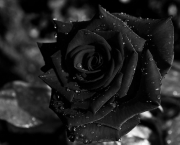 Lendas - Rosa Príncipe Negra (13)