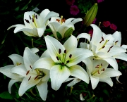 lilies-white-flowers-in-magic.jpg