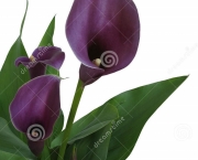 http://www.dreamstime.com/stock-photography-isolated-purple-calla-lily-image20437562