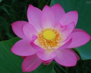 3640-flor-de-lotus-japan-papel-de-parede-no-baixaki.jpg