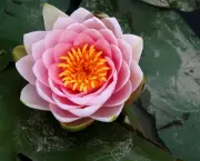 bela-flor-lotus.jpg