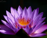 flor-lotus.jpg
