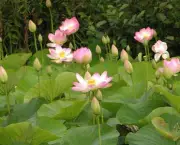 flor-lotus-p.jpg