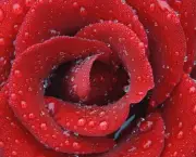 Macumba Com Rosas Vermelhas (10)