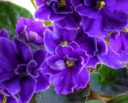 Manter as Violetas Floridas Por Mais Tempo (4)