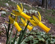 narcissus-cyclamineus (1)