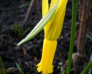 narcissus-cyclamineus (3)