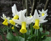 narcissus-cyclamineus (7)