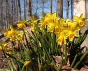 narcissus-cyclamineus (9)