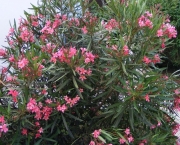 Nerium Oleander (1)