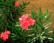 Nerium Oleander (5)