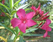 Nerium Oleander (12)