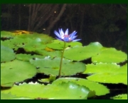 ninfeia-azul-planta-da-familia-nymphaeaceae (1)