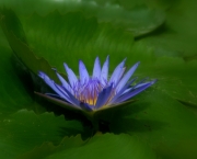 ninfeia-azul-planta-da-familia-nymphaeaceae (11)