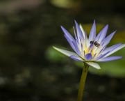 ninfeia-azul-planta-da-familia-nymphaeaceae (18)