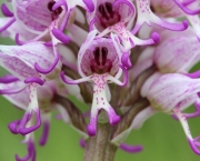 Orchis Simia (1)