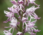Orchis Simia (4)
