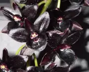 Orquídea (1)