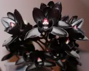 Orquídea (2)