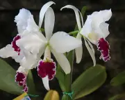Orquídea (5)