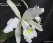 Orquídea (8)