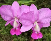 Orquídea (11)