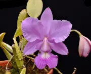 Orquídea (12)