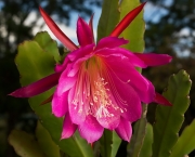 Epiphyllum-ackermannii