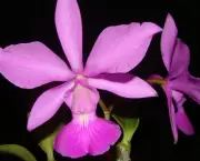 Orquídea (17)