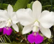 Orquídea (18)