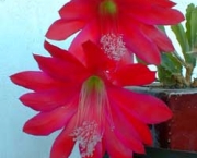 orchidcactusaugust
