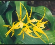 Orquídea Brassia Verrucosa (1)