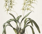 Orquídea Brassia Verrucosa (2)