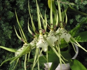 Orquídea Brassia Verrucosa (4)