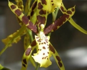 Orquídea Brassia Verrucosa (5)