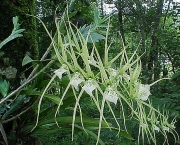 Orquídea Brassia Verrucosa (6)