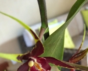 Orquídea Brassia Verrucosa (8)