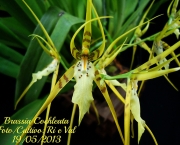 Orquídea Brassia Verrucosa (9)