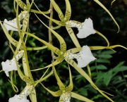 Orquídea Brassia Verrucosa (11)