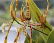 Orquídea Brassia Verrucosa (12)