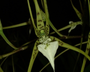 Orquídea Brassia Verrucosa (13)
