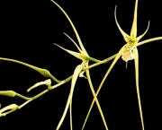 Orquídea Brassia Verrucosa (14)