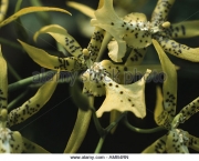 Orquídea Brassia Verrucosa (15)