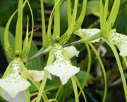 Orquídea Brassia Verrucosa (16)