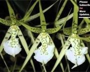 Orquídea Brassia Verrucosa (18)